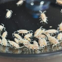 orange koi isopods bioactive clean up crew orange koi isopods bioactive clean up crew