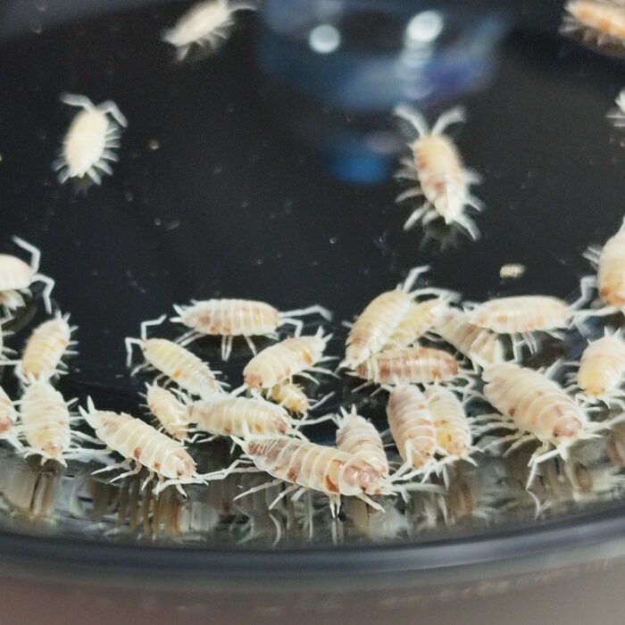 orange koi isopods bioactive clean up crew orange koi isopods bioactive clean up crew