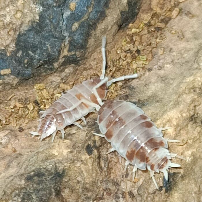 orange koi isopods porcellionides pruinosus orange koi isopods porcellionides pruinosus