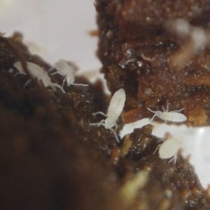 tropical white springtails close up tropical white springtails close up