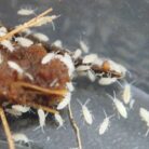 tropical white springtails close up culture substrate