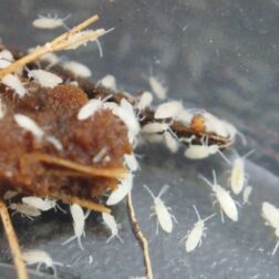 tropical white springtails close up culture substrate tropical white springtails close up culture substrate