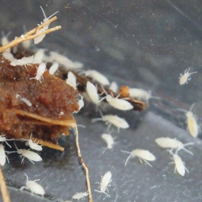 tropical white springtails coecobrya sp tropical white springtails coecobrya sp