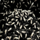 tropical white springtails coecobrya sp bioactive culture