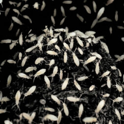 tropical white springtails coecobrya sp bioactive culture