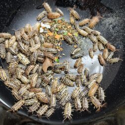 Porcellio ornatus Mix with different morphs and colour variations
