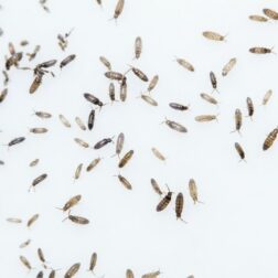 Lepidocyrtus sp. "Bullet" springtails