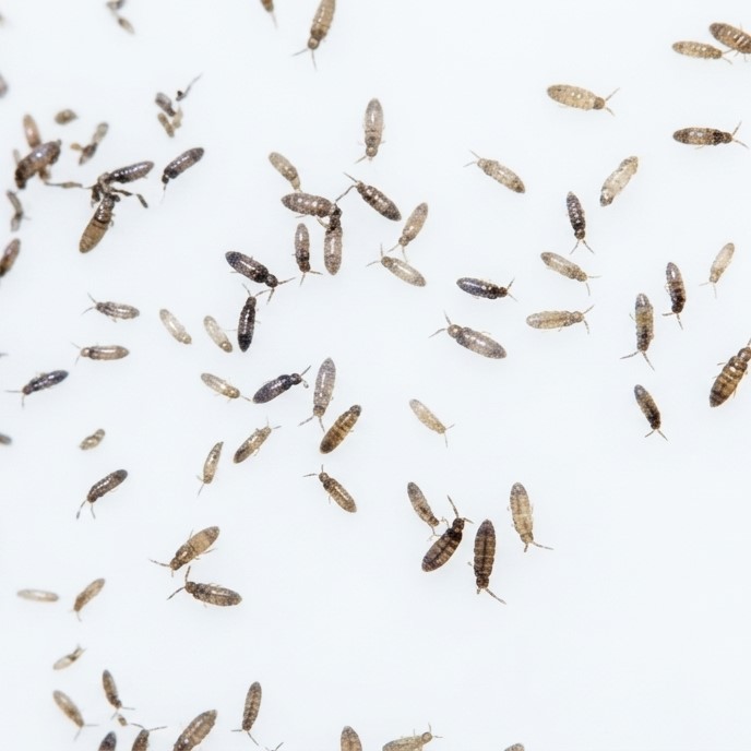 Lepidocyrtus sp. "Bullet" springtails Lepidocyrtus sp. "Bullet" springtails